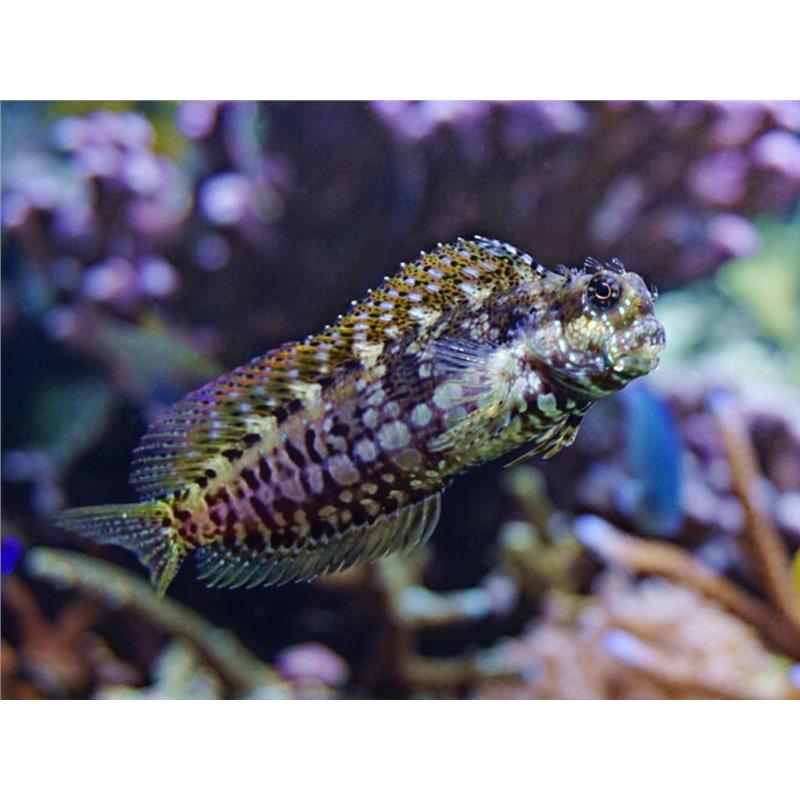 Salarias fasciatus - imagine 4